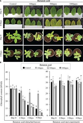 The PGPR Bacillus aryabhattai promotes soybean growth via nutrient and chlorophyll maintenance and the production of butanoic acid